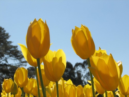 Floriade 2007, Canberra Floriade 2007, Canberra