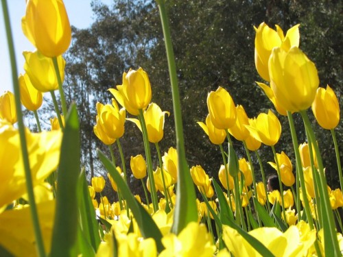 Floriade 2007, Canberra Floriade 2007, Canberra