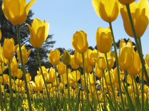 Floriade 2007, Canberra