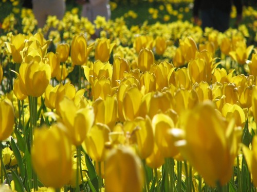 Floriade 2007, Canberra