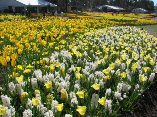 Floriade 2007, Canberra Floriade 2007, Canberra