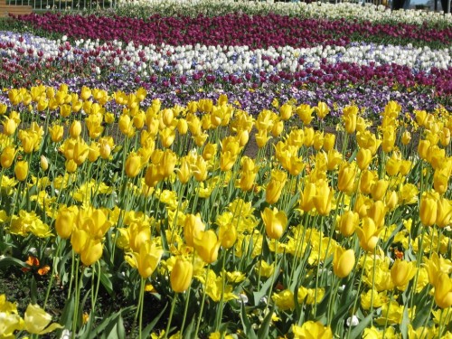 Floriade 2007, Canberra Floriade 2007, Canberra