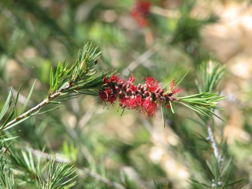 Australian National Botanic Gardens, Canberra Australian National Botanic Gardens, Canberra