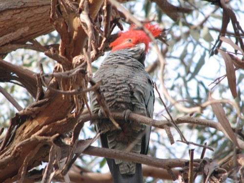 Gang-gang Cockatoo Gang-gang Cockatoo