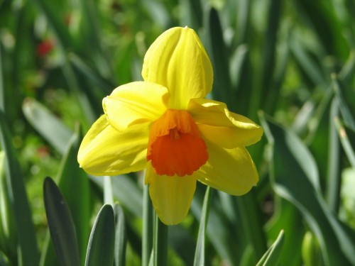 Floriade 2007, Canberra