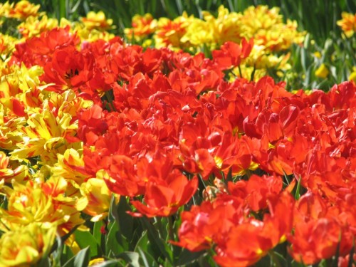 Floriade 2007, Canberra
