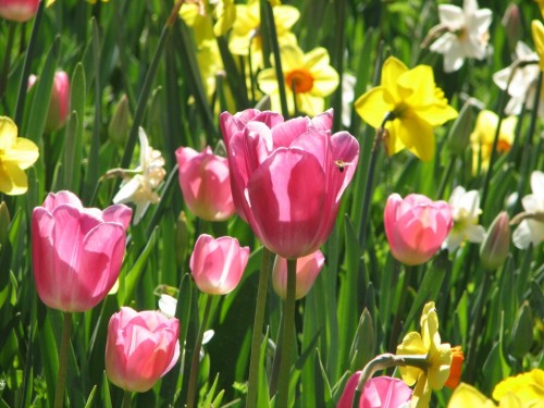 Floriade 2007, Canberra