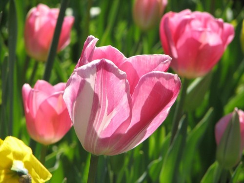 Floriade 2007, Canberra
