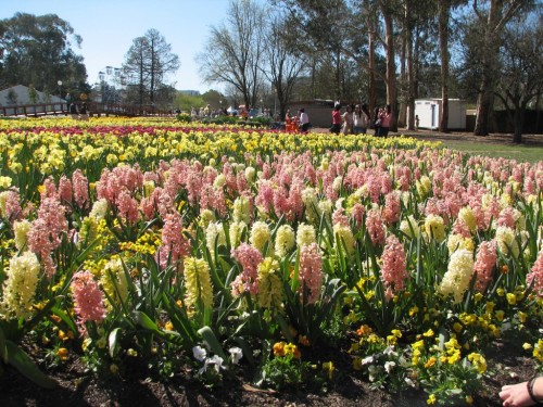 Floriade 2007, Canberra