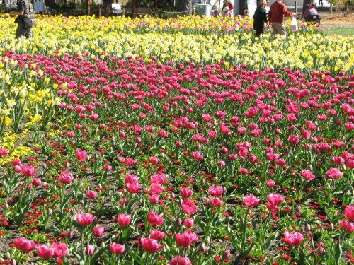 Floriade 2007, Canberra