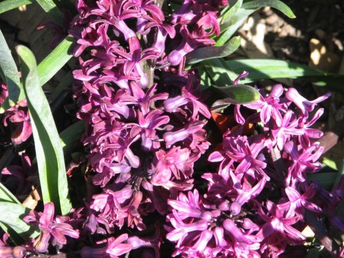 Floriade 2007, Canberra
