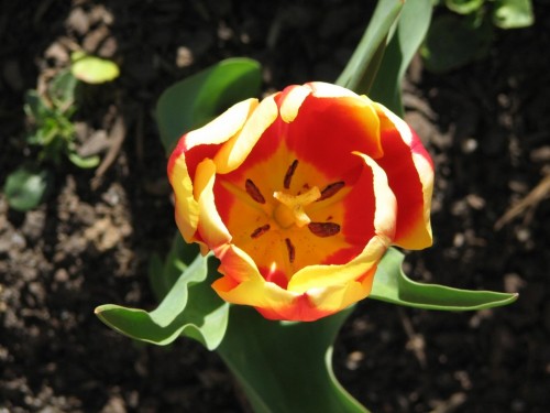 Floriade 2007, Canberra