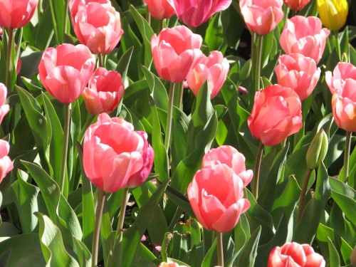 Floriade 2007, Canberra