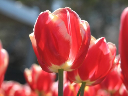 Floriade 2007, Canberra