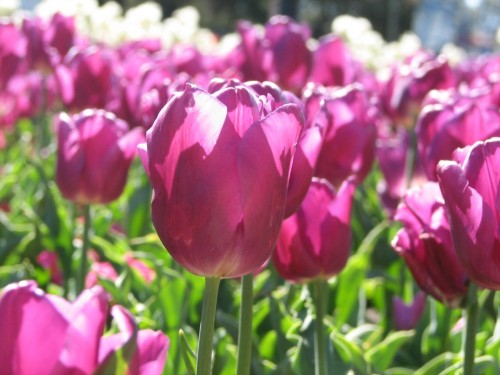 Floriade 2007, Canberra