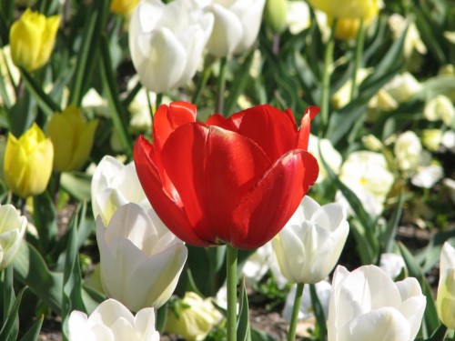 Floriade 2007, Canberra