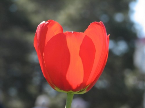 Floriade 2007, Canberra