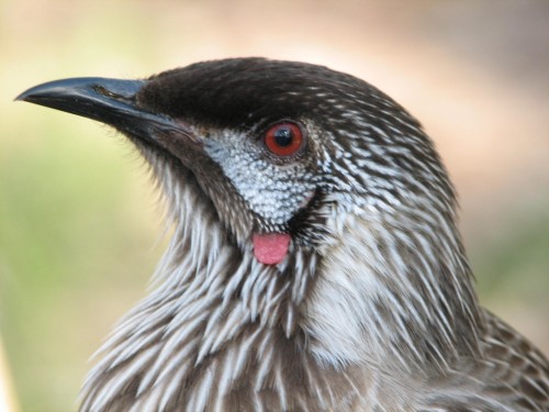 Red Wattlebird Red Wattlebird