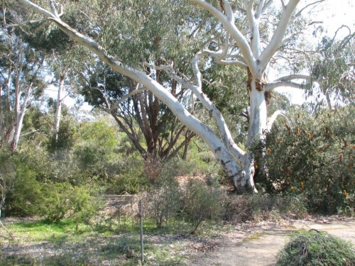 Australian National Botanic Gardens, Canberra Australian National Botanic Gardens, Canberra