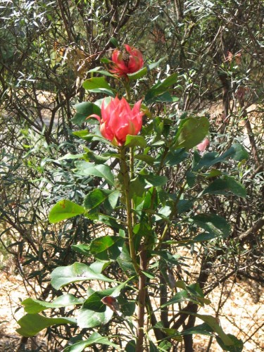 Australian National Botanic Gardens, Canberra Australian National Botanic Gardens, Canberra