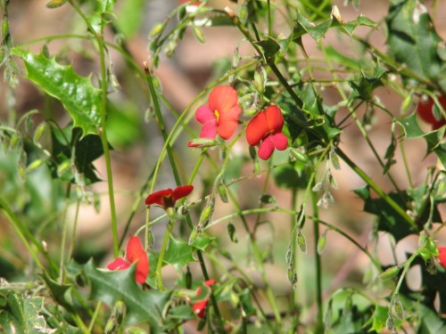Australian National Botanic Gardens, Canberra Australian National Botanic Gardens, Canberra