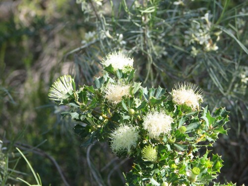 Australian National Botanic Gardens, Canberra Australian National Botanic Gardens, Canberra