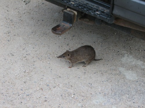 Southern Brown Bandicoot, Cranbourne Botanic Gardens Southern Brown Bandicoot, Cranbourne Botanic Gardens