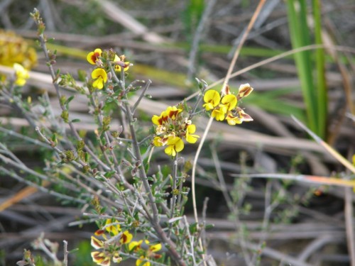 Wildflowers in Cranbourne Botanic Gardens Wildflowers in Cranbourne Botanic Gardens