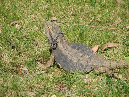 Eastern Bearded Dragon Eastern Bearded Dragon