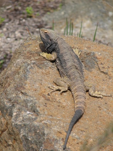 Eastern Bearded Dragon Eastern Bearded Dragon