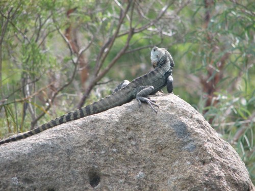 Gippsland Water Dragon Gippsland Water Dragon