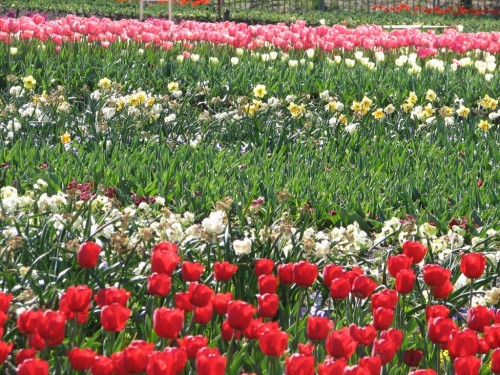 Floriade 2007, Canberra