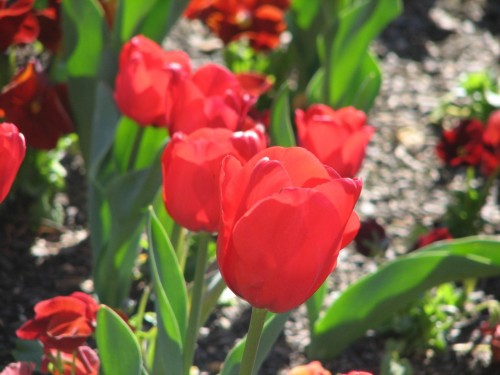 Floriade 2007, Canberra