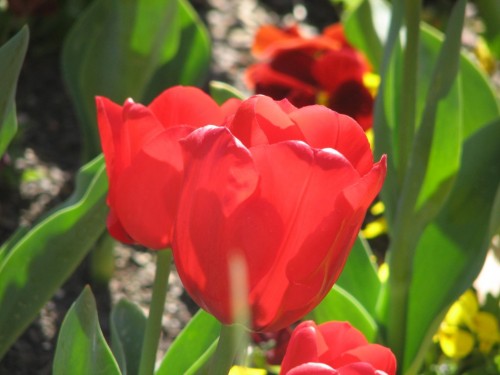 Floriade 2007, Canberra