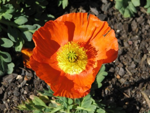 Floriade 2007, Canberra