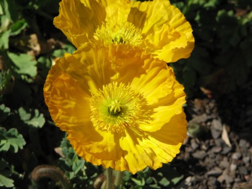 Floriade 2007, Canberra