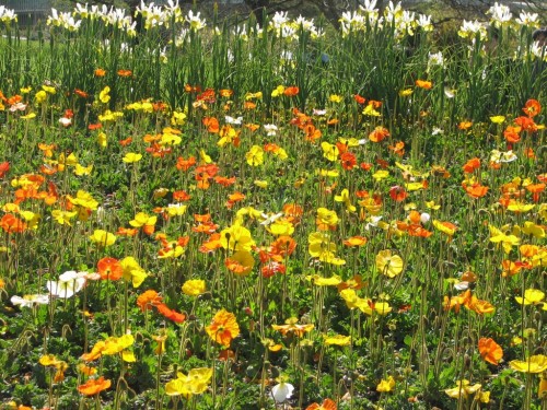 Floriade 2007, Canberra
