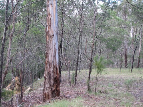 Coopracambra National Park, Victoria Coopracambra National Park, Victoria