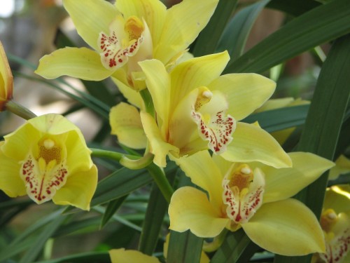 Orchids in a friend's garden, Cranbourne Orchids in a friend's garden, Cranbourne