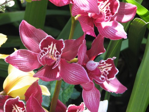 Orchids in a friend's garden, Cranbourne Orchids in a friend's garden, Cranbourne
