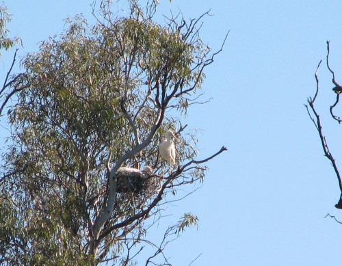 Yellow Billed Spoonbill (nesting) Yellow Billed Spoonbill (nesting)