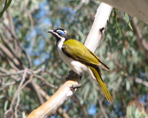 Blue-faced Honeyeater Blue-faced Honeyeater