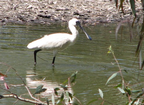 Royal Spoonbill, Lake Hattah, Victoria Royal Spoonbill, Lake Hattah, Victoria