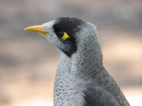 Noisy Miner, Hattah-Kulkyne National Park Noisy Miner, Hattah-Kulkyne National Park