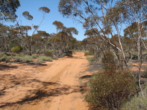 Mallee scrub, Hattah-Kulkyne National Park Mallee scrub, Hattah-Kulkyne National Park