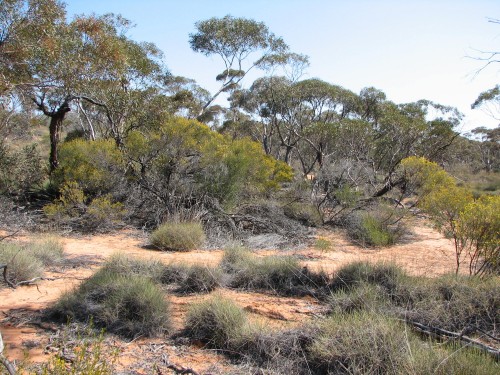 Mallee scrub, Hattah-Kulkyne National Park Mallee scrub, Hattah-Kulkyne National Park