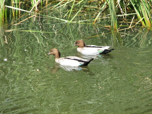 Australian Wood Ducks Australian Wood Ducks