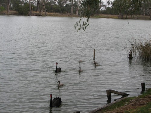 Black Swans with juveniles, Mildura, Victoria Black Swans with juveniles, Mildura, Victoria