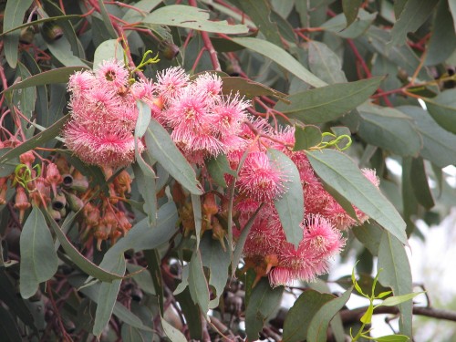 Australian Inland Botanic Gardens near Mildura