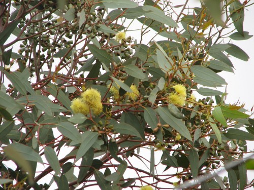 Australian Inland Botanic Gardens near Mildura